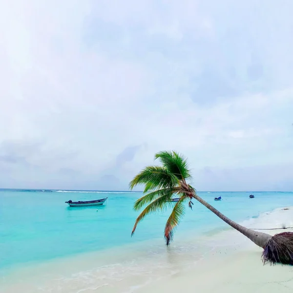 Palm tree above a turquoise island lagoon