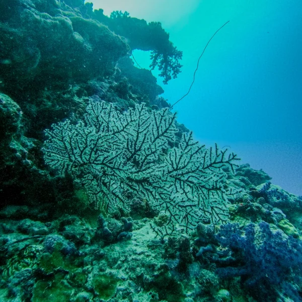 Underwater coral scenery at Kadmath Island
